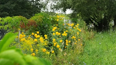 Flowers in the city Stock Footage 203959295