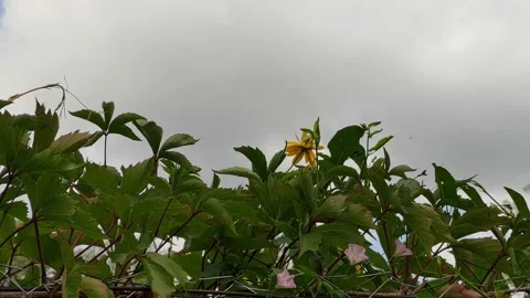 Flowers in the city Stock Footage 203959302