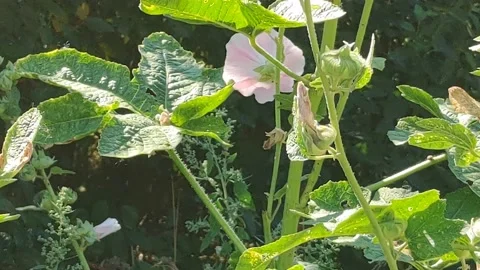 Flowers in the city Stock Footage 204024435