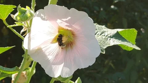 Flowers in the city Stock Footage 204024752