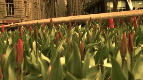Flowers in a city park. 動画素材 2808699