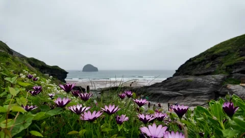 Flowers cliff and beach Stock Footage 275081667