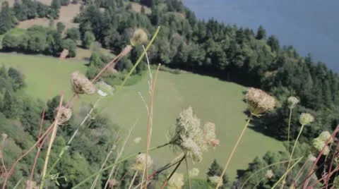 Flowers on Cliff Stock Footage 17838600