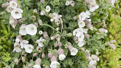 Flowers on the cliff Stock Footage 308039267