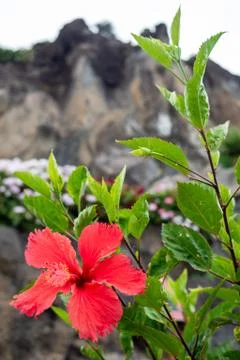 Flowers of the cliff Stock Photos