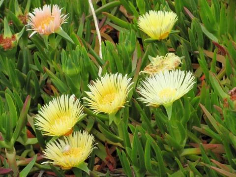 Flowers on the cliffs of Cabo da Roca (Cape Roca) in Sintra. The most western Stock Photos
