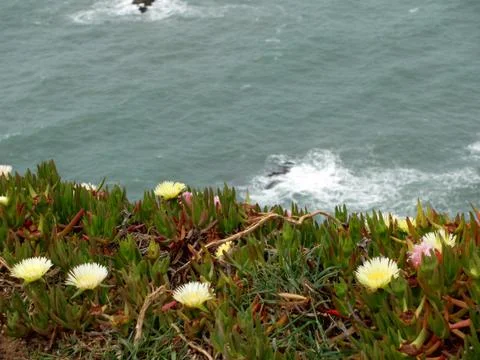 Flowers on the cliffs of Cabo da Roca (Cape Roca) in Sintra. The most western Foto stock