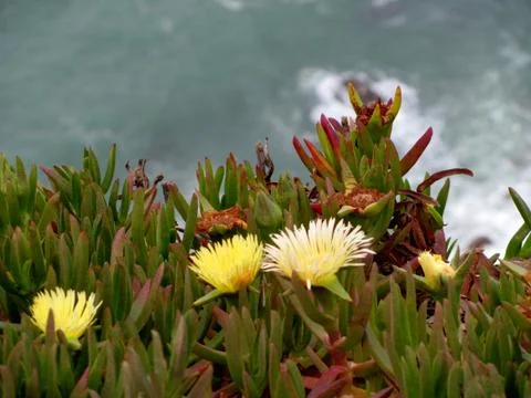 Flowers on the cliffs of Cabo da Roca (Cape Roca) in Sintra. The most western Foto stock