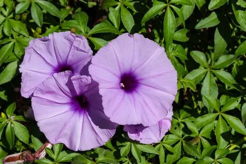 The flowers of climber. Stock Photos