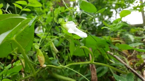 Flowers of Clitoria ternatea. Stock Footage 139668938