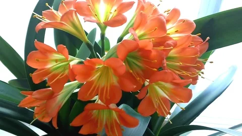 Flowers Of Clivia Miniata 库存影片 91295567