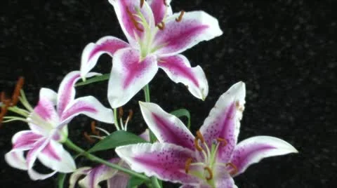 Flowers close 2 Stock-Footage 11017230