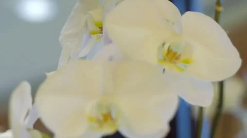 Flowers Close Up Stock-Footage 25846095
