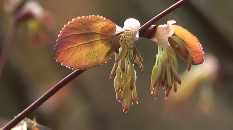 Flowers Close Up Stock-Footage 50294114
