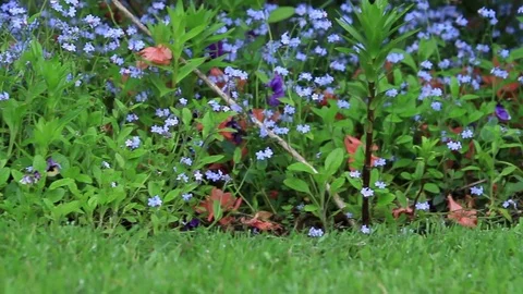 Flowers close up Stock Footage 77048874