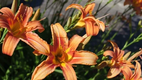 Flowers Close Stock Footage