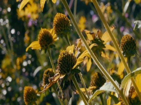 Flowers Close Up Stock Footage 79778081