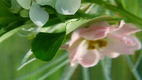 Flowers in close up Video stock 82845510
