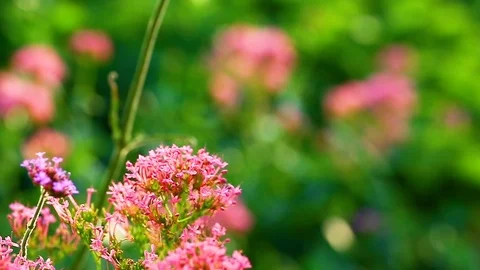 Flowers in close up Stock Footage 82845545