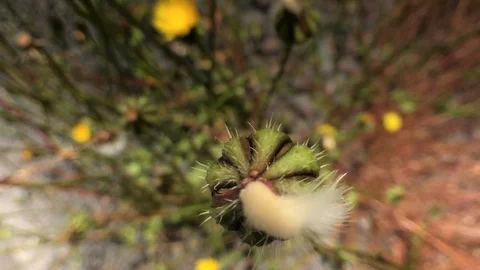 A FLOWER'S CLOSE UP Stock Footage 101790339