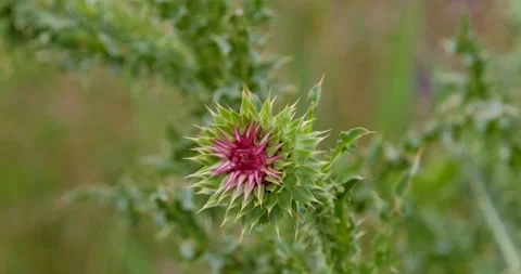Flowers close up Stock Footage 142510794