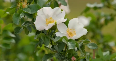 Flowers close up Stock Footage 142510805