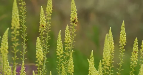 Flowers close up Stock Footage 142511008
