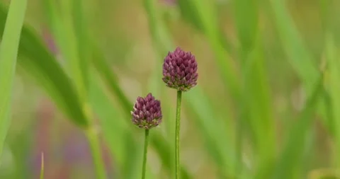Flowers close up Stock Footage 142511149