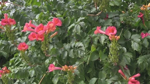 Flowers close-up Видео 160735048