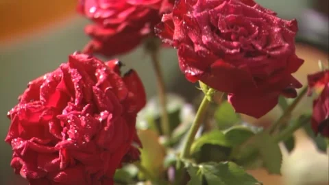 Flowers close-up Stock Footage 253772400