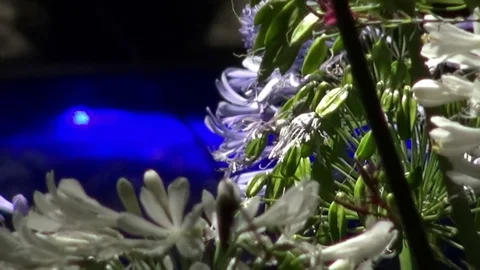 Flowers in close-up at night Stock Footage 70328128