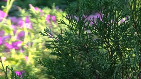 Flowers close-up in the Park Stock Footage 53102608