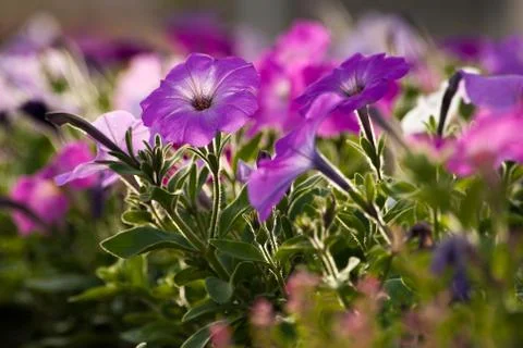 Flowers close up Stock Photos