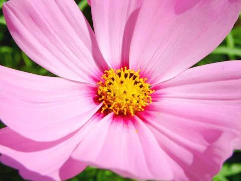 Flowers close up Stock Photos