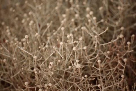 Flowers Close Up Stock Photos