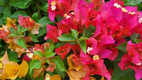 Flowers close-up. Stock Photos