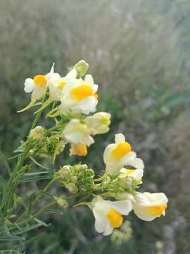 Flowers close up Foto stock