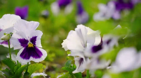 Flowers, close up, selective focus 스톡 동영상 27125622