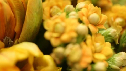Flowers close up video Stockbeeldmateriaal 101633391