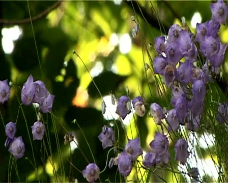 Flowers closeup Video stock 306406