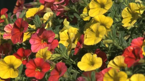 Flowers closeup 動画素材 10856031