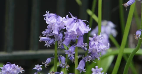 Flowers with at closeup Video stock 38021945