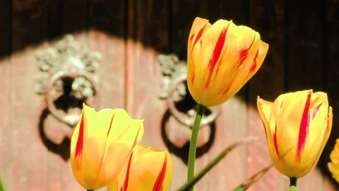 Flowers Closeup Stock Footage 74128824