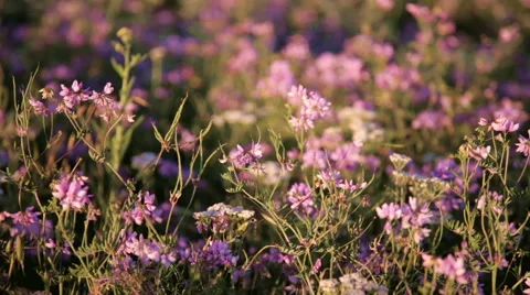 Flowers of clover in rays of the evening sun Stock Footage 42419778