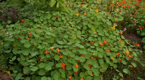 Flowers &amp; Clovers Stock Footage 40808372