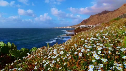 Flowers on the coast by the ocean with waves and mountains Stock Footage 248754651