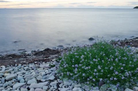 Flowers at coast Stock Photos