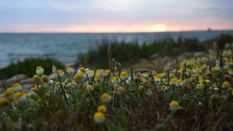 Flowers by the coast at sunset Stock-Footage 293625701
