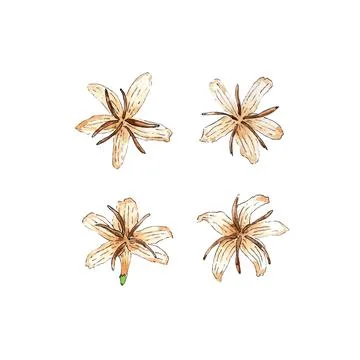 Flowers coffee Stock Illustration