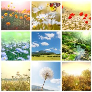 Flowers collage Stock Illustration